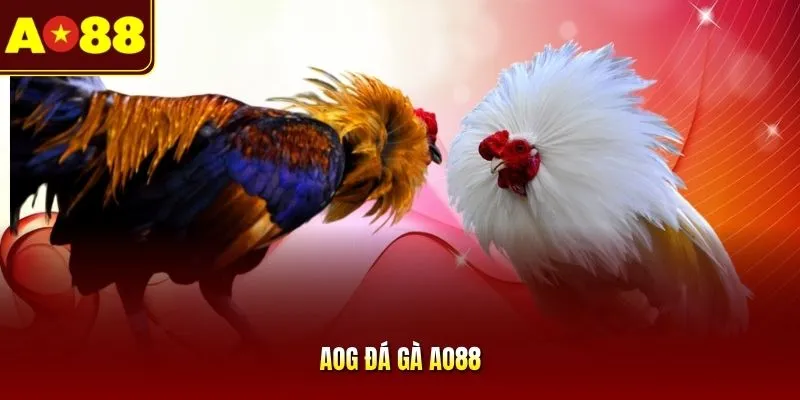 AOG Đá Gà AO88 - Sảnh Cược Trực Tuyến Thomo Uy Tín Đẳng Cấp